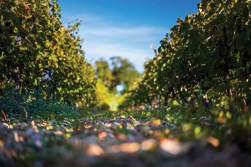 Une allée de vignes au Domaine Brunely